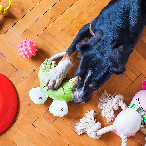 Dog Adoption COMPLETE Guide (Pre & Post Adoption) + FAQ, 2020